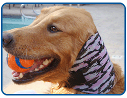 dog ear protectors for swimming